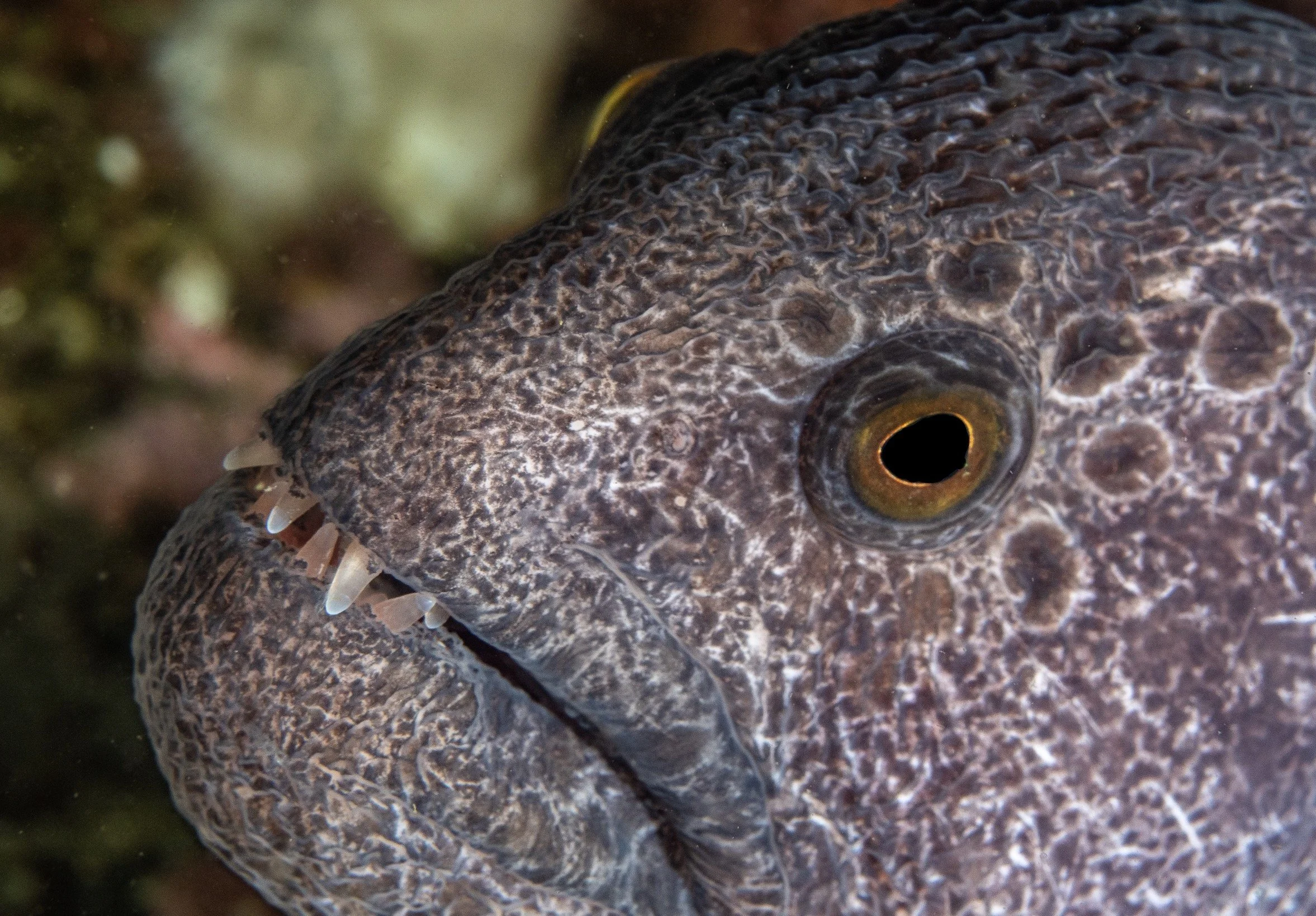 Feast your eyes on a face with personality to spare! — Explore